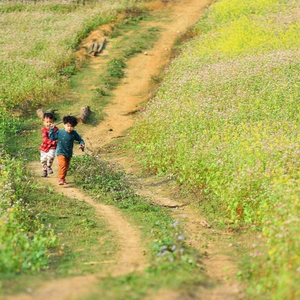 mua-hoa-cai-dep-me-man-o-loong-luong-van-ho-son-la