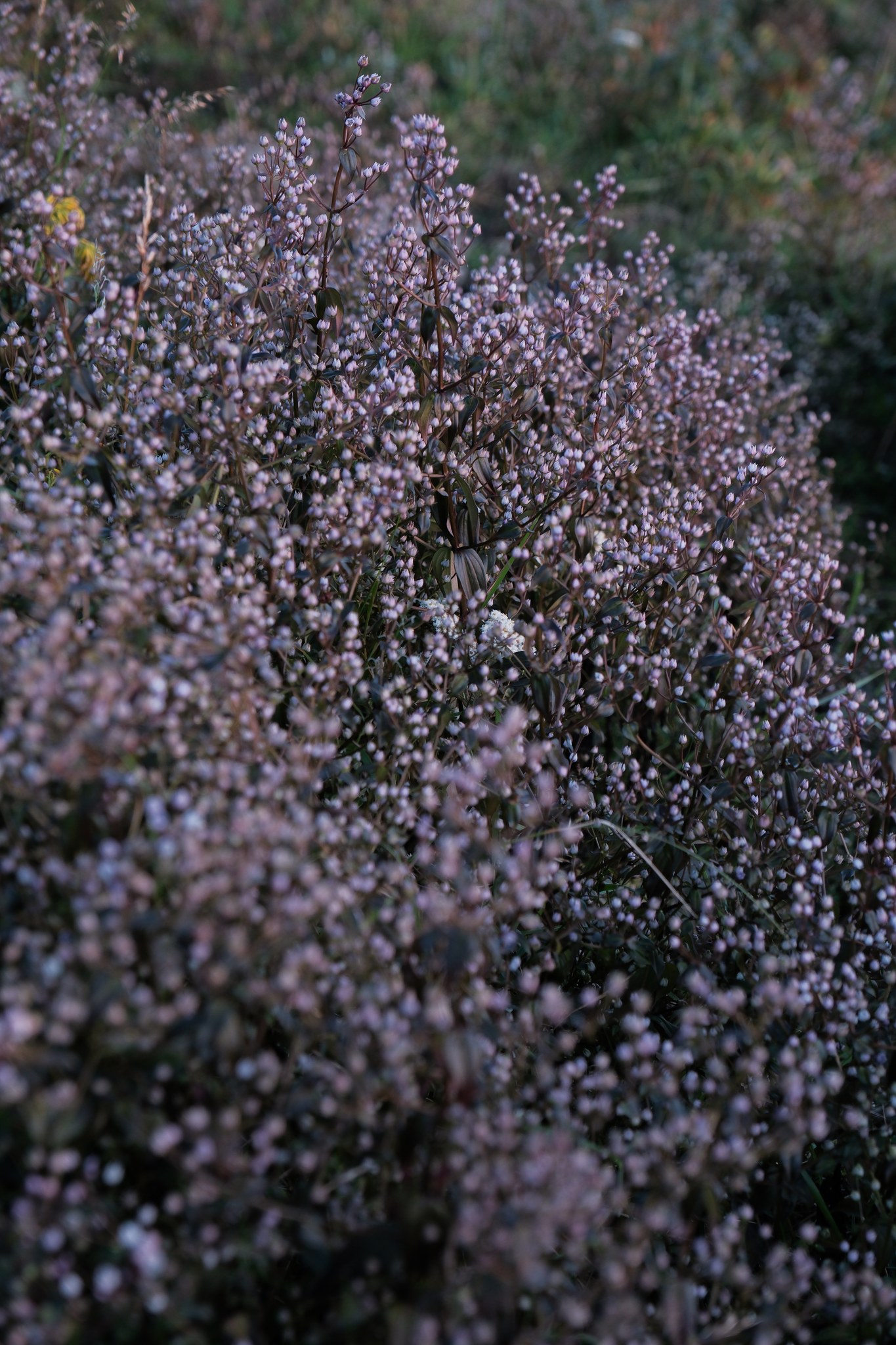 ta-chi-nhu-–-noi-gio-quat-khong-ngung-may-quan-kin-lung-troi