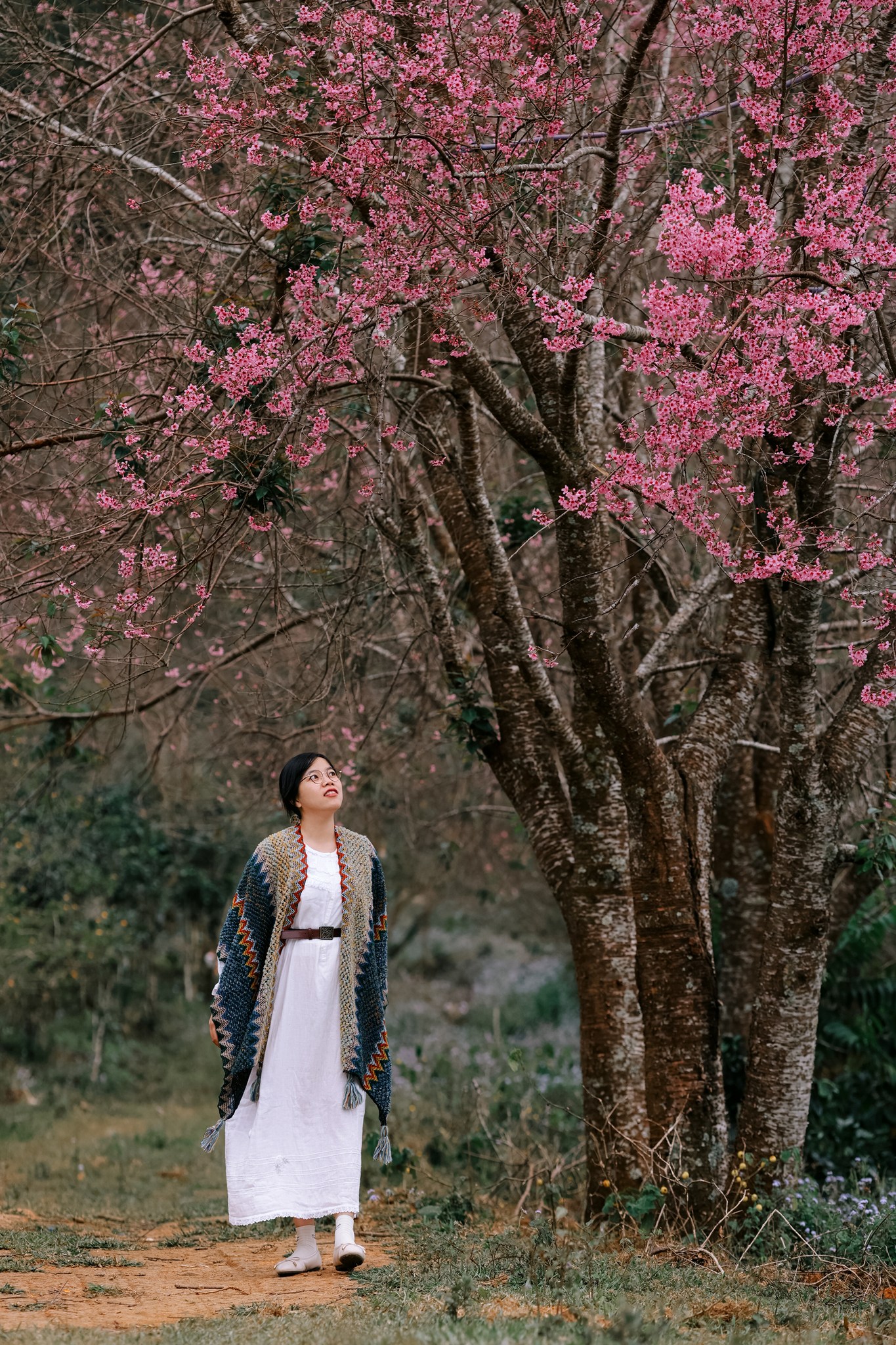 🌸-mua-hoa-anh-dao-o-da-lat