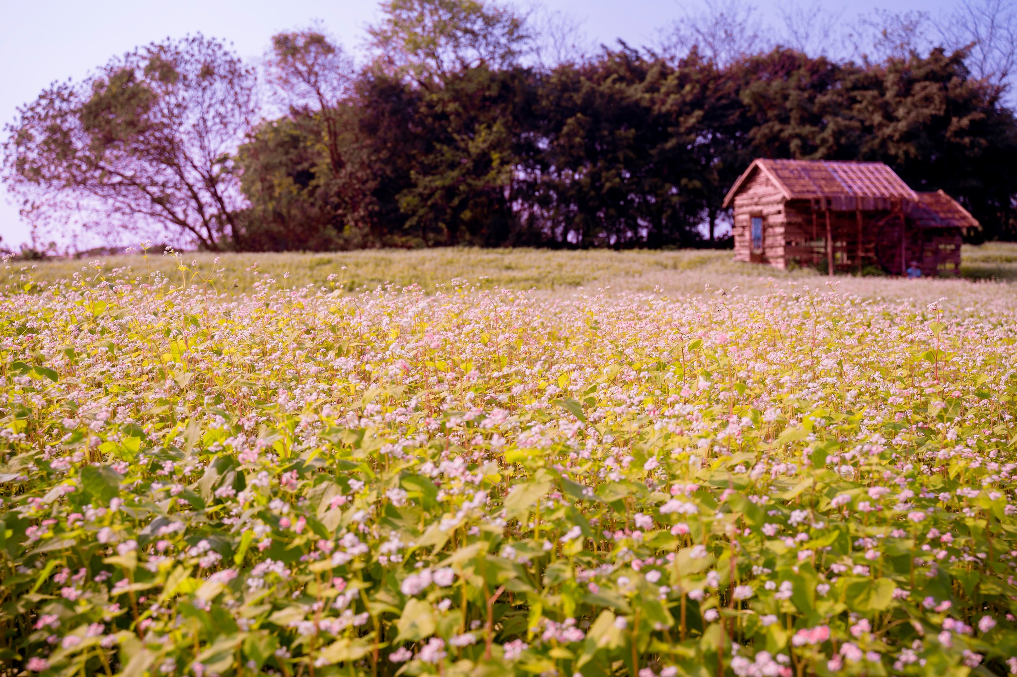 mua-cuc-hoa-mi-10-smarttravel