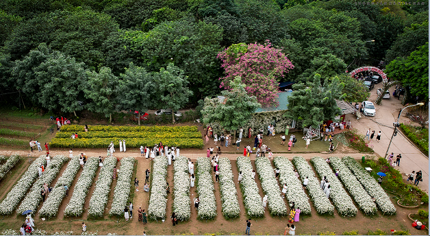 mua-cuc-hoa-mi-02-smarttravel