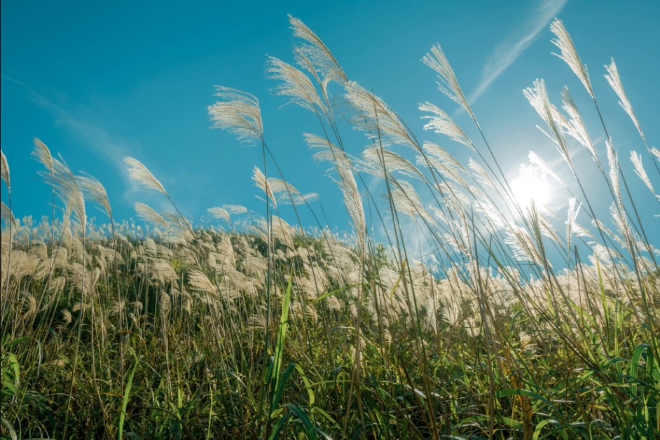 nhung-dong-lau-ha-noi-15-smarttravel