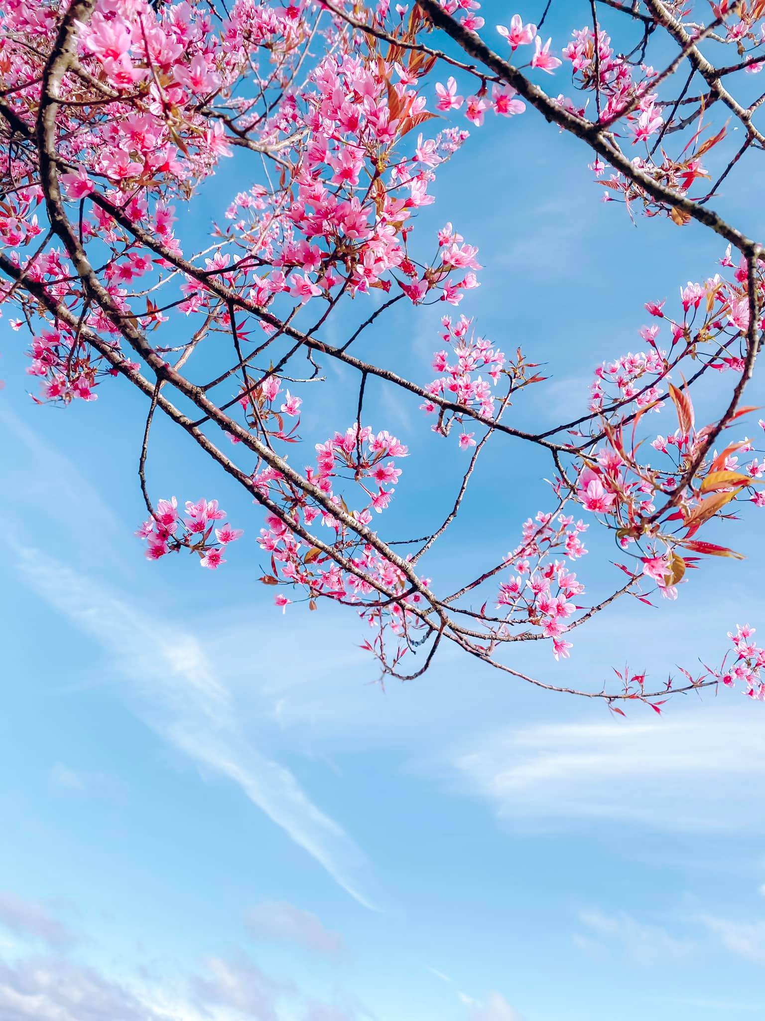 hoa-mai-anh-dao-01-smarttravel