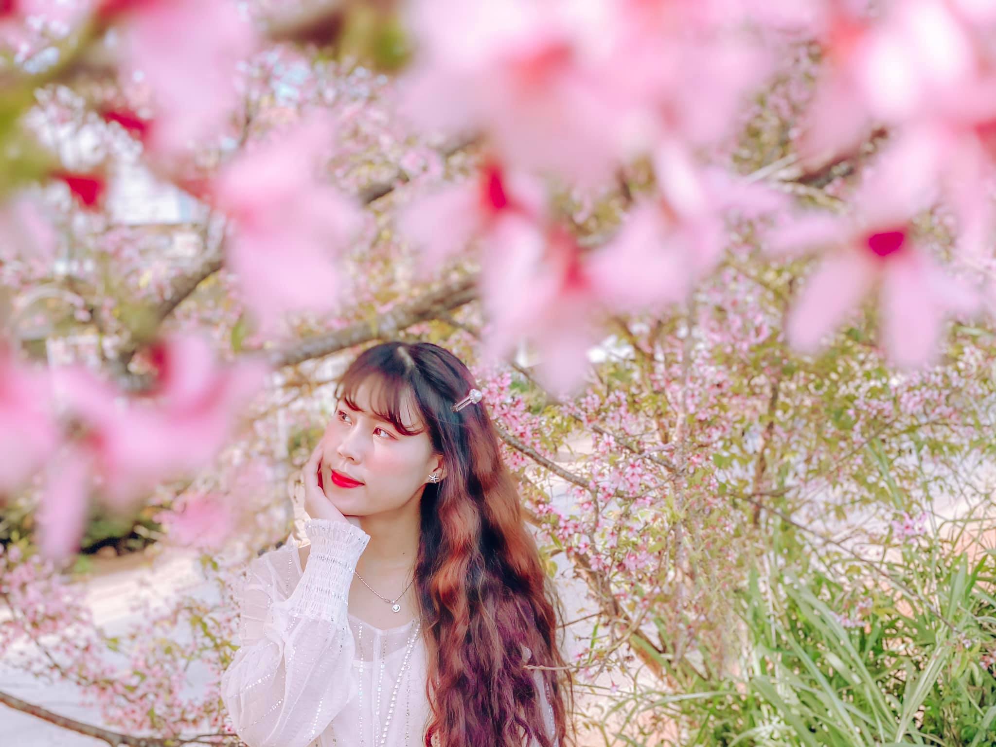 hoa-mai-anh-dao-02-smarttravel