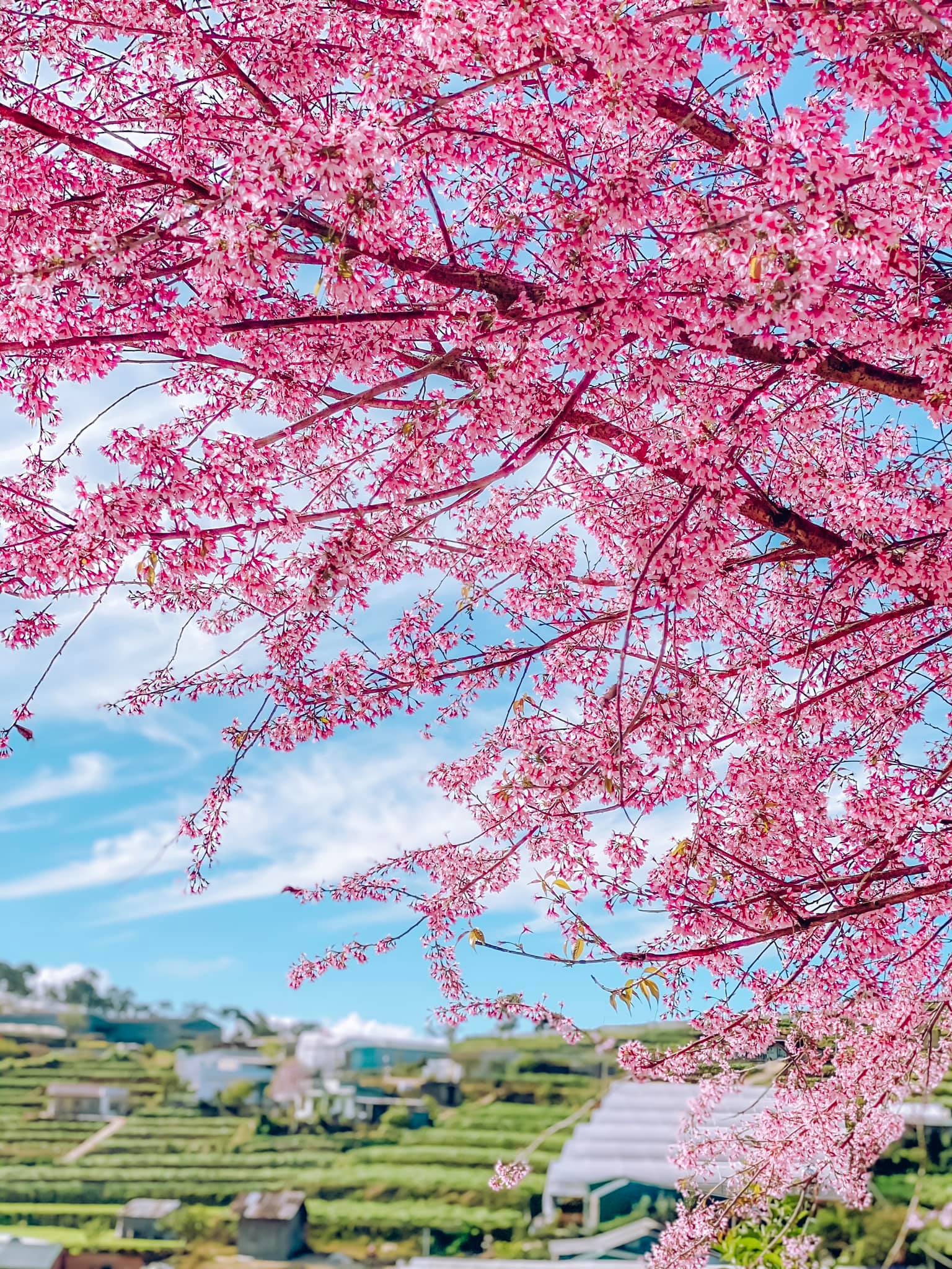 hoa-mai-anh-dao-03-smarttravel