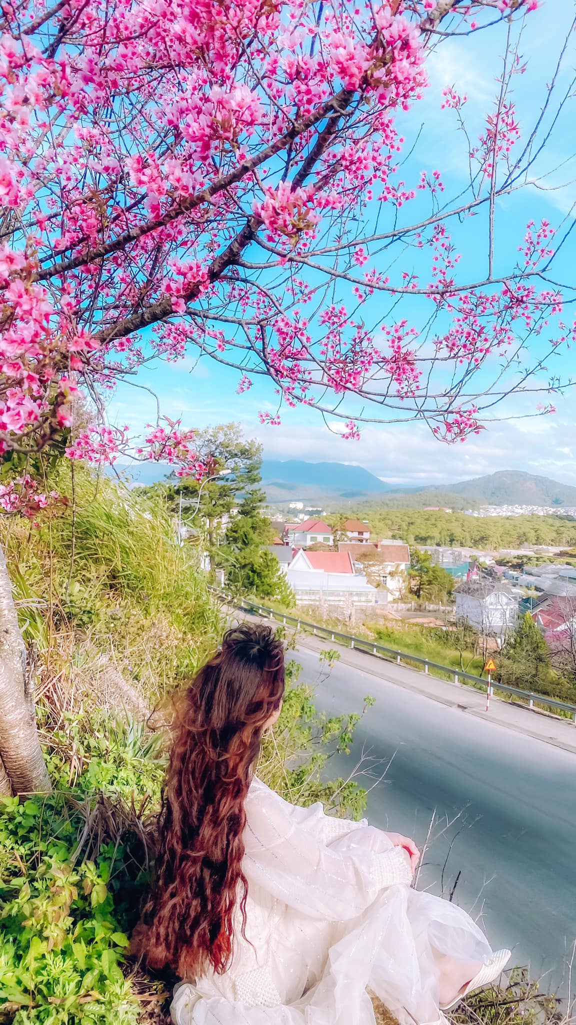 hoa-mai-anh-dao-04-smarttravel