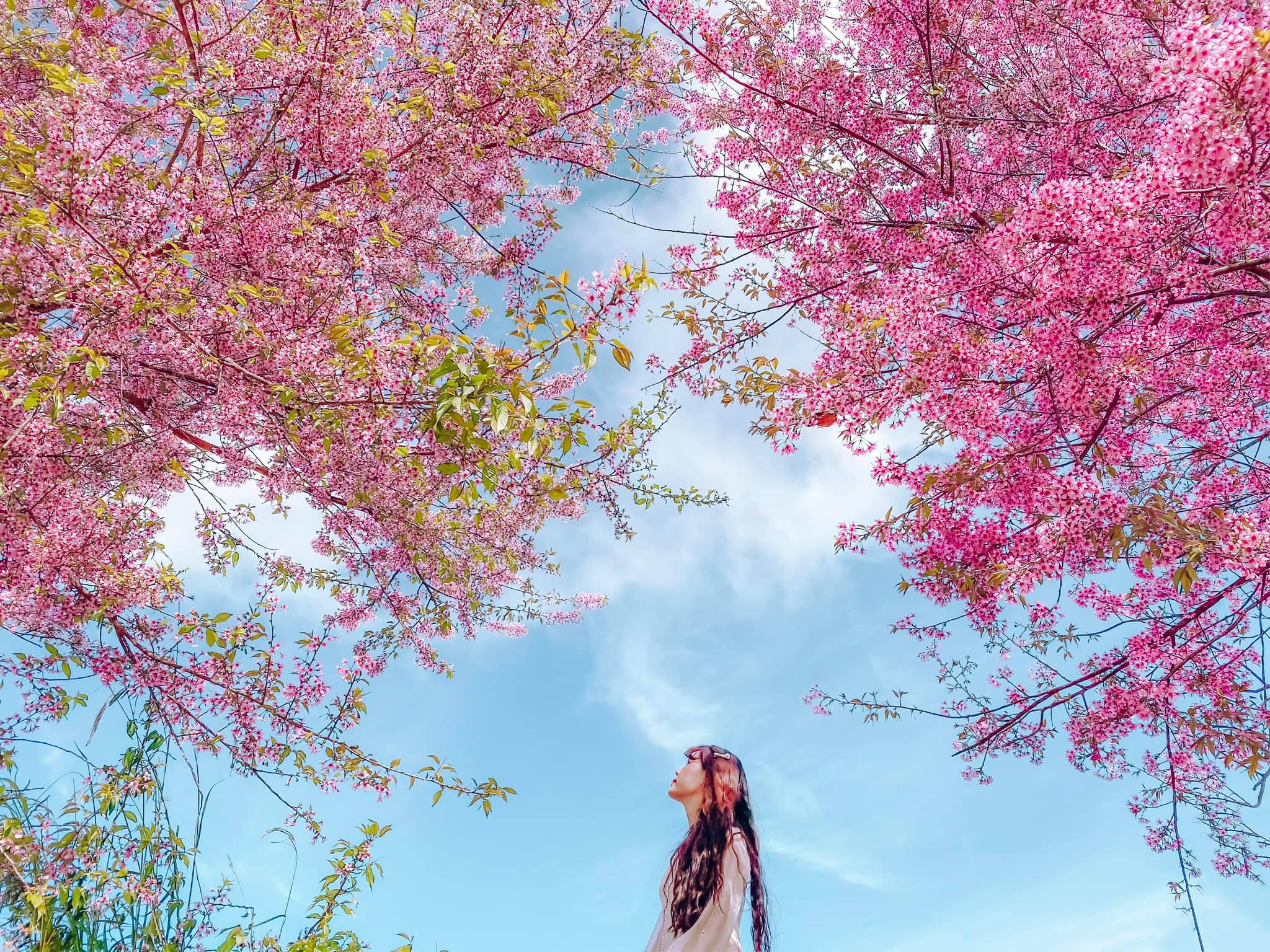 hoa-mai-anh-dao-05-smarttravel