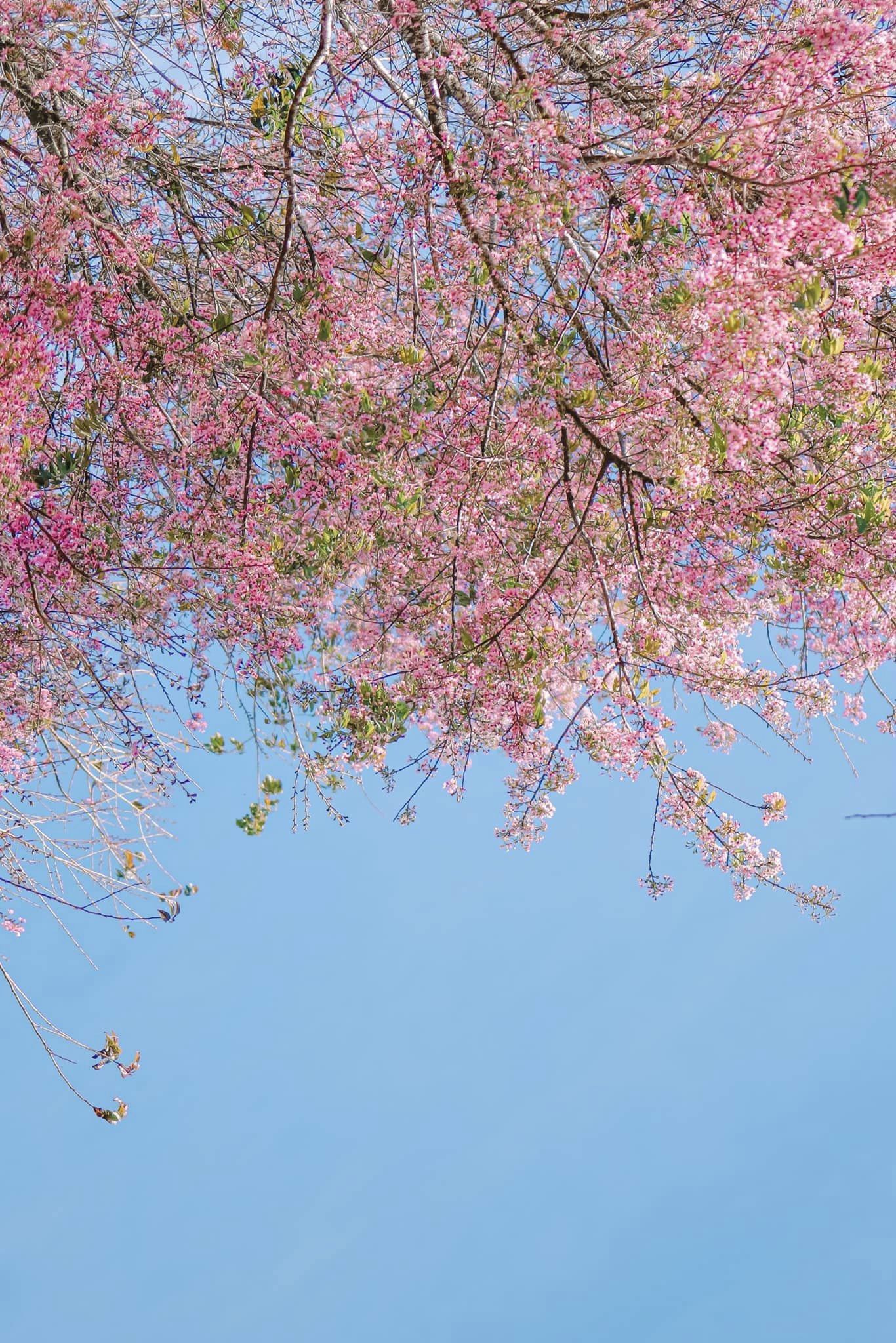 hoa-mai-anh-dao-06-smarttravel