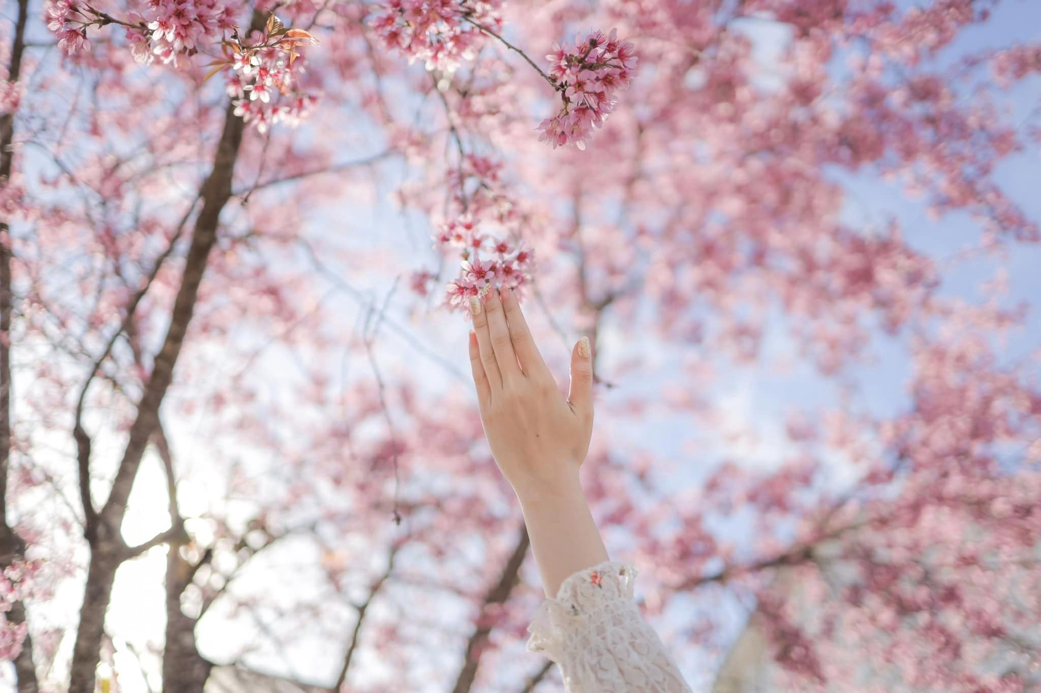 hoa-mai-anh-dao-08-smarttravel