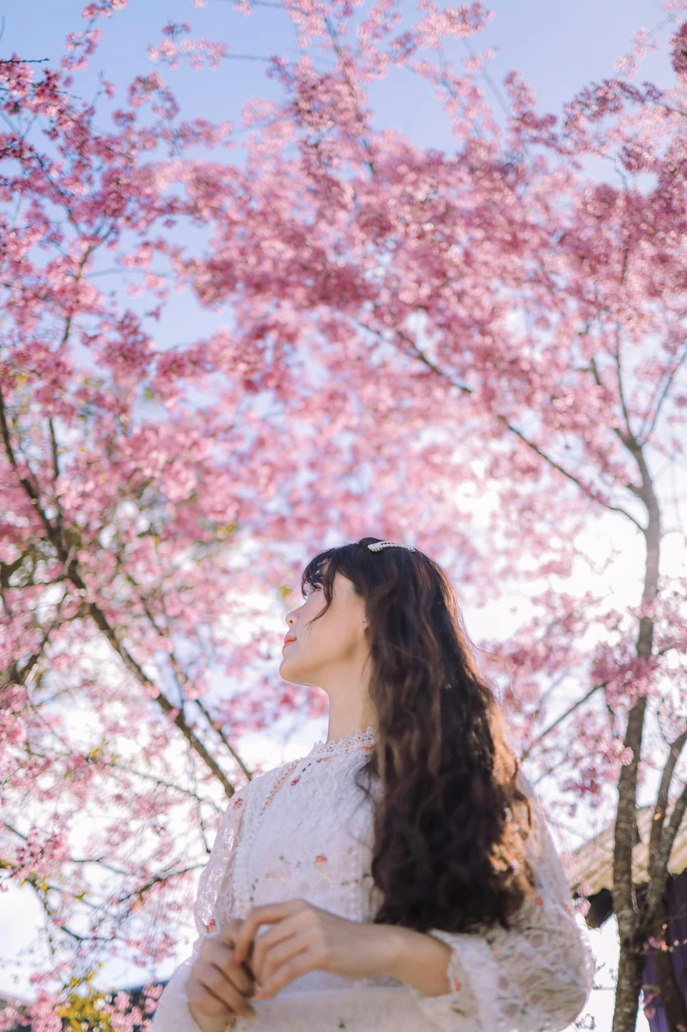 hoa-mai-anh-dao-09-smarttravel