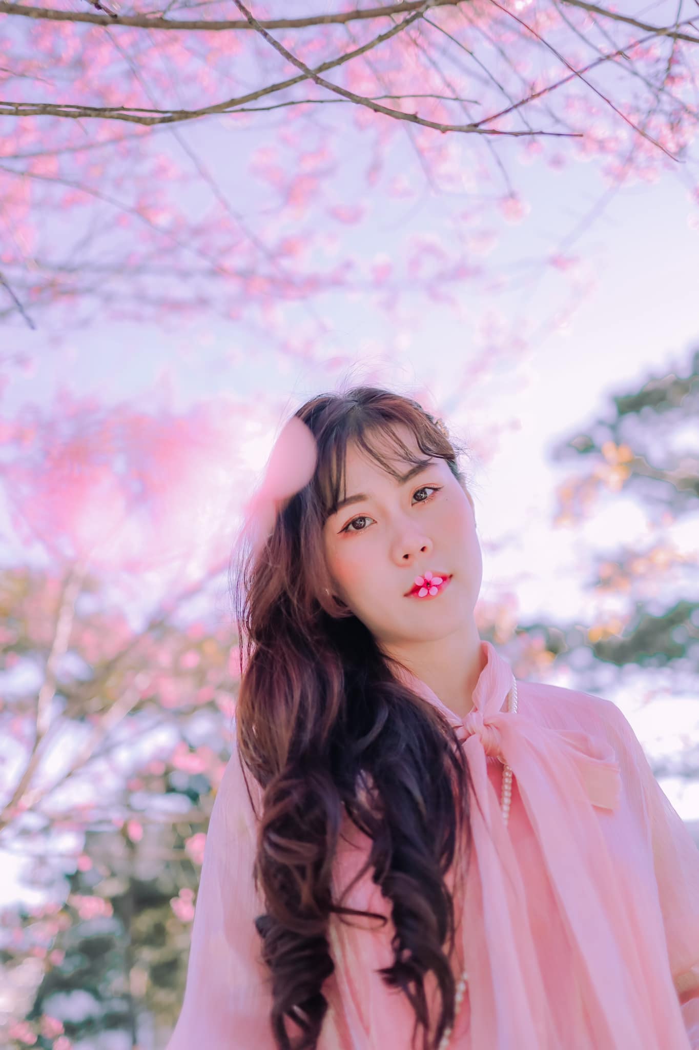 hoa-mai-anh-dao-10-smarttravel