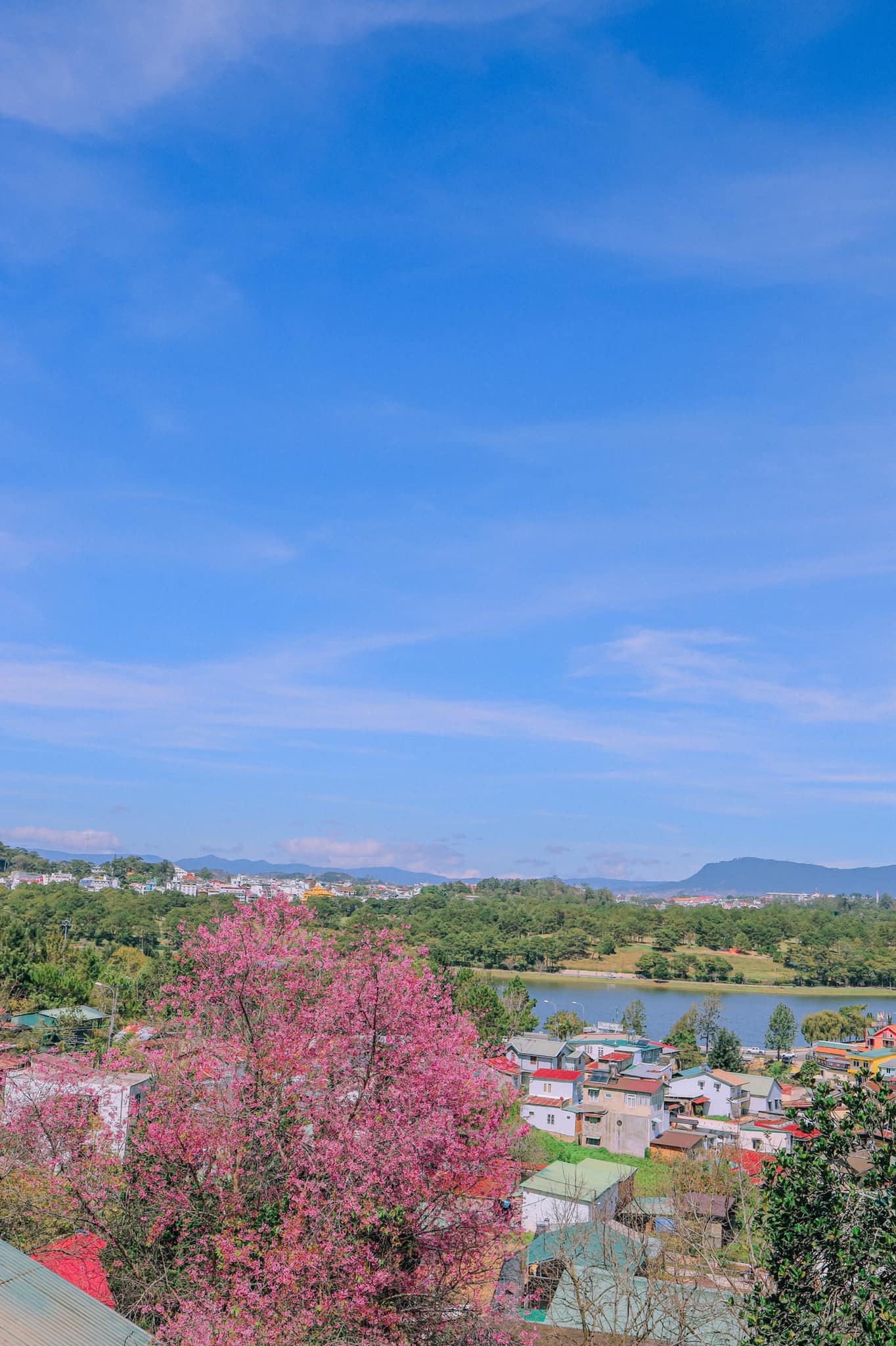 hoa-mai-anh-dao-11-smarttravel