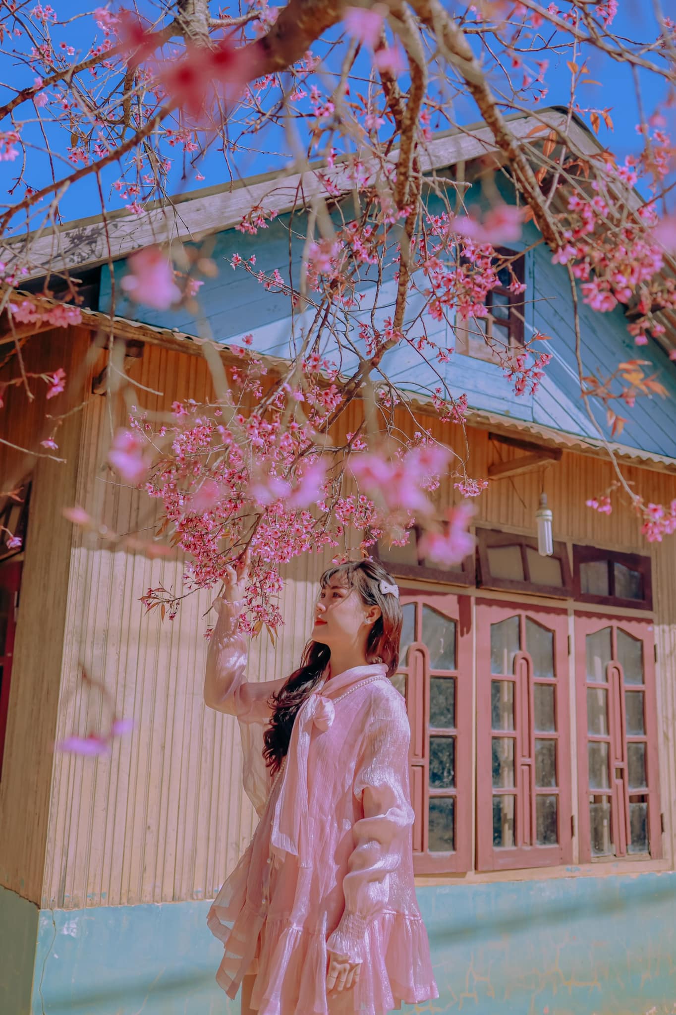 hoa-mai-anh-dao-12-smarttravel