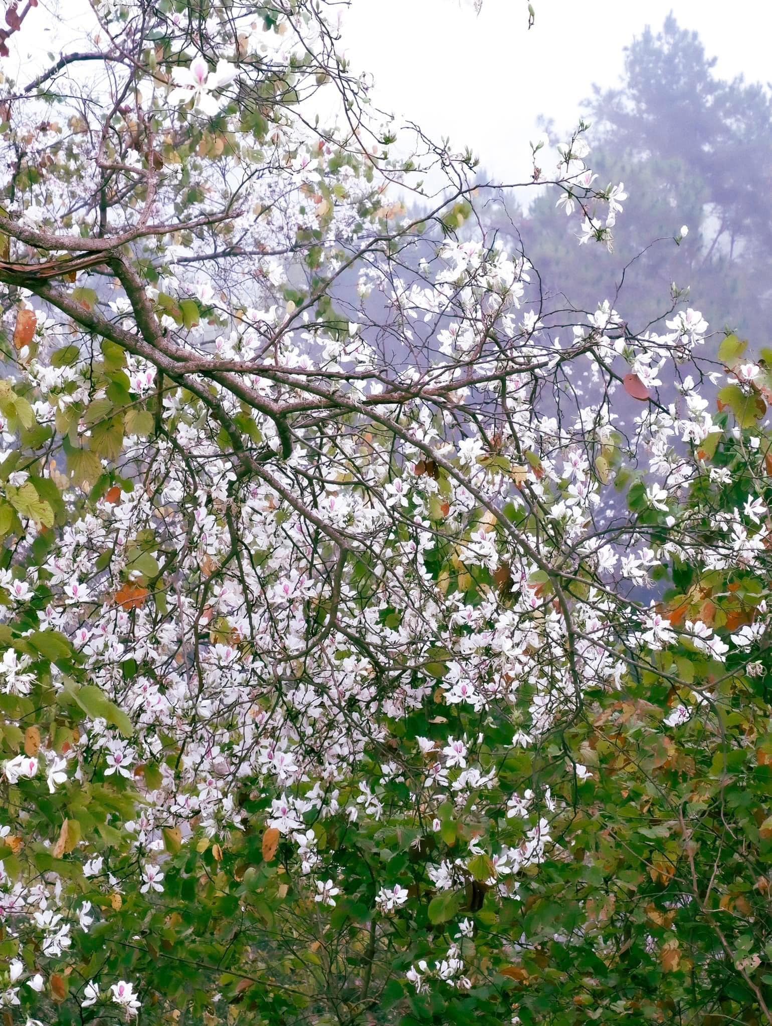 a-pa-chai-02-smarttravel