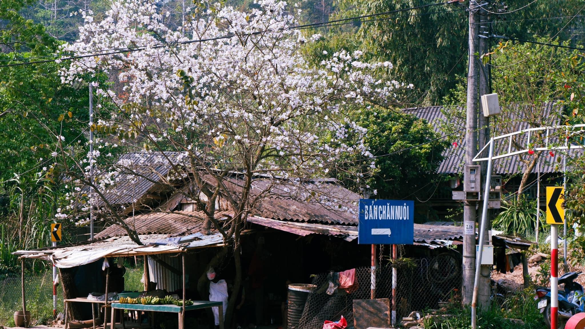 a-pa-chai-03-smarttravel