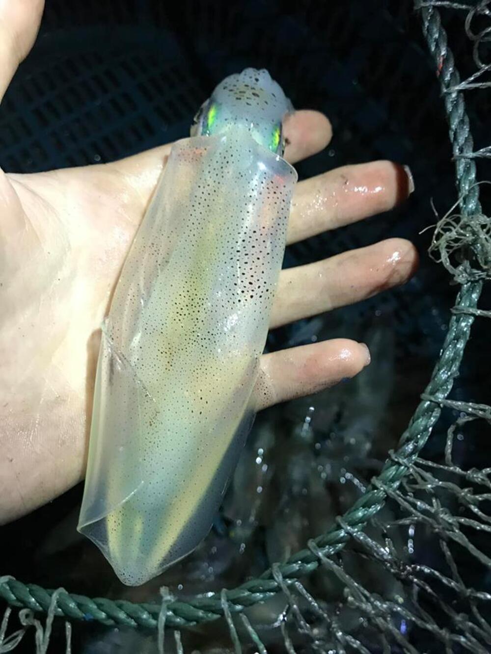 trai-nghiem-cau-muc-dem