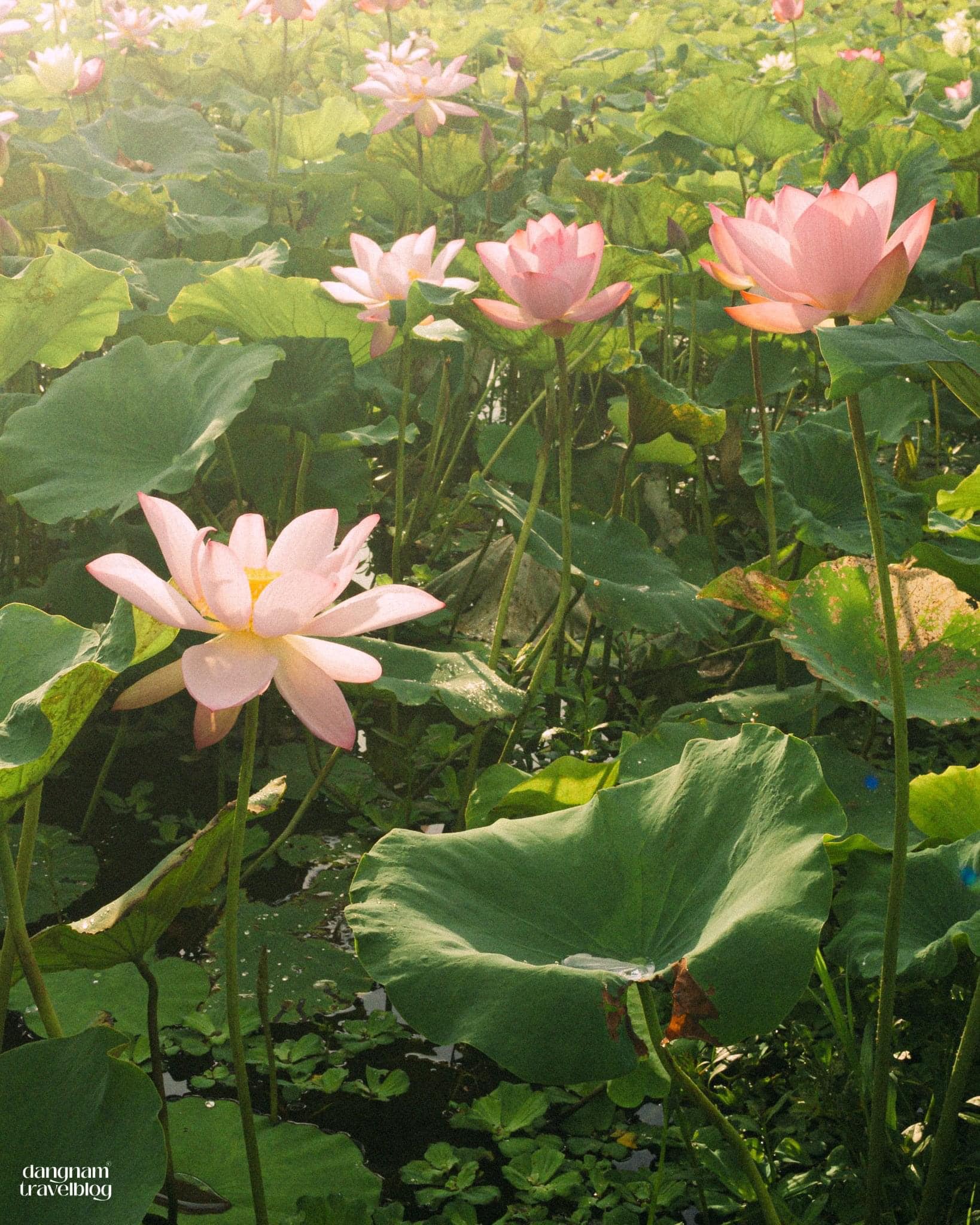 sen hang mua thang 6