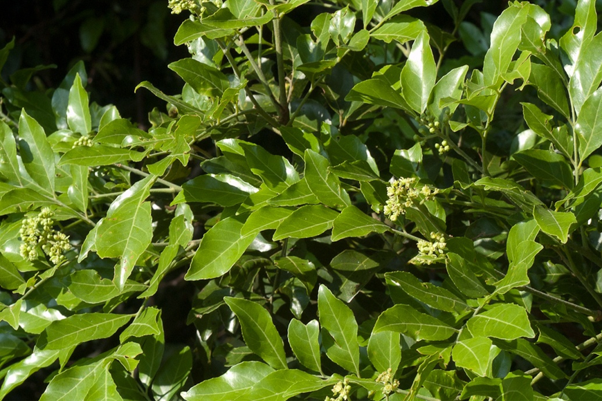 Nguyên liệu không thể thiếu trong món vịt quay. Ảnh: Sưu tầm