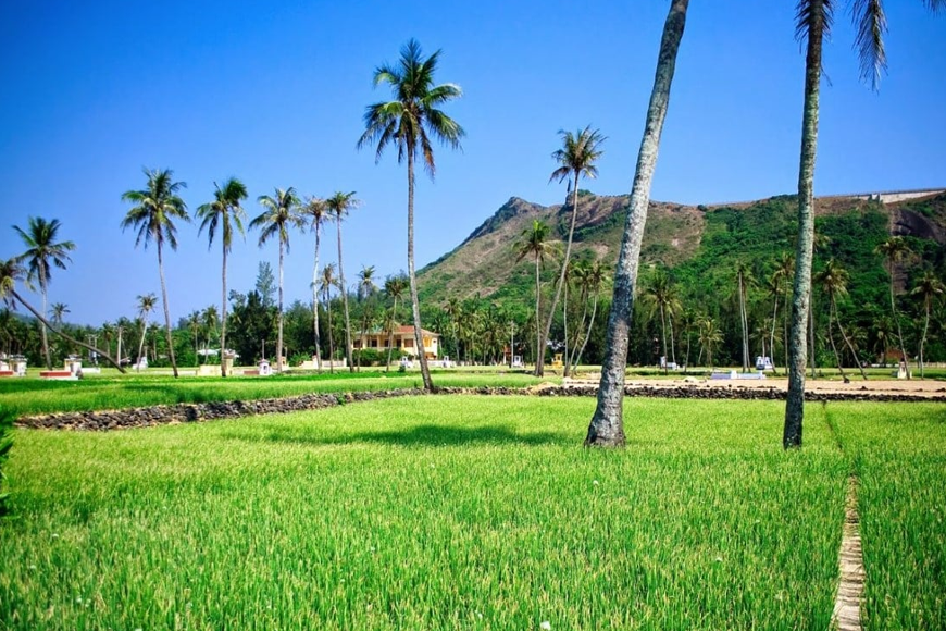 Cánh đồng tỏi Lý Sơn. Ảnh: Sưu tầm