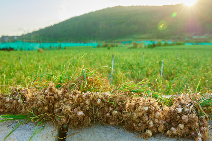 Thời điểm sinh trưởng của tỏi Lý Sơn. Ảnh: Sưu tầm