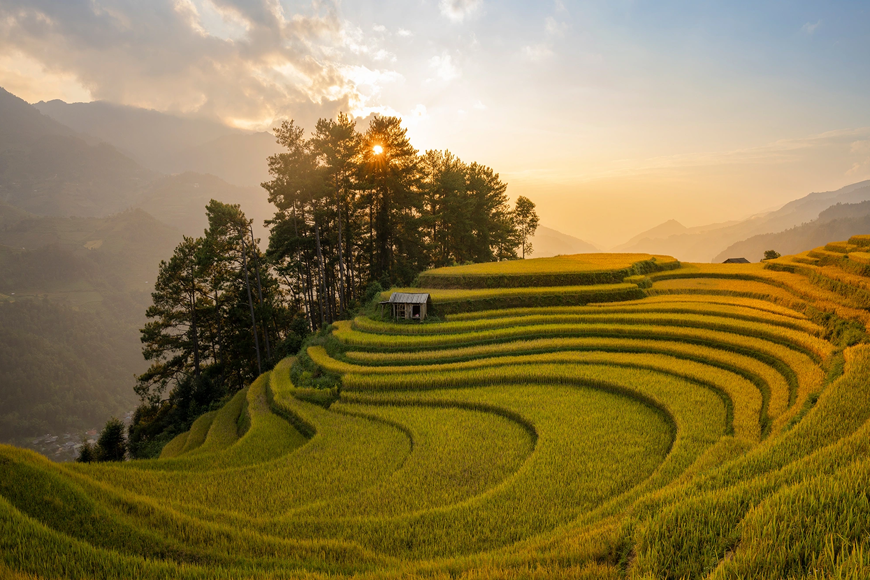 Ruộng bậc thang đang độ xanh lá. Ảnh: Sưu tầm