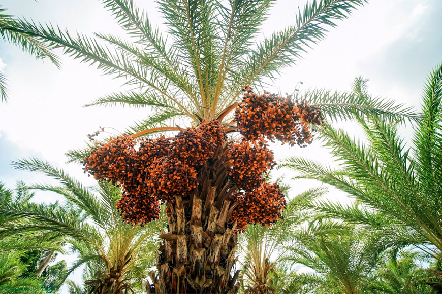 Tổng quan về vườn chà là Đồng Tháp. Ảnh: Sưu tầm