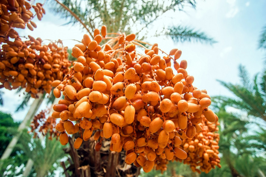 Thời gian lý tưởng cho hành trình khám phá vẻ đẹp chà là. Ảnh: Sưu tầm