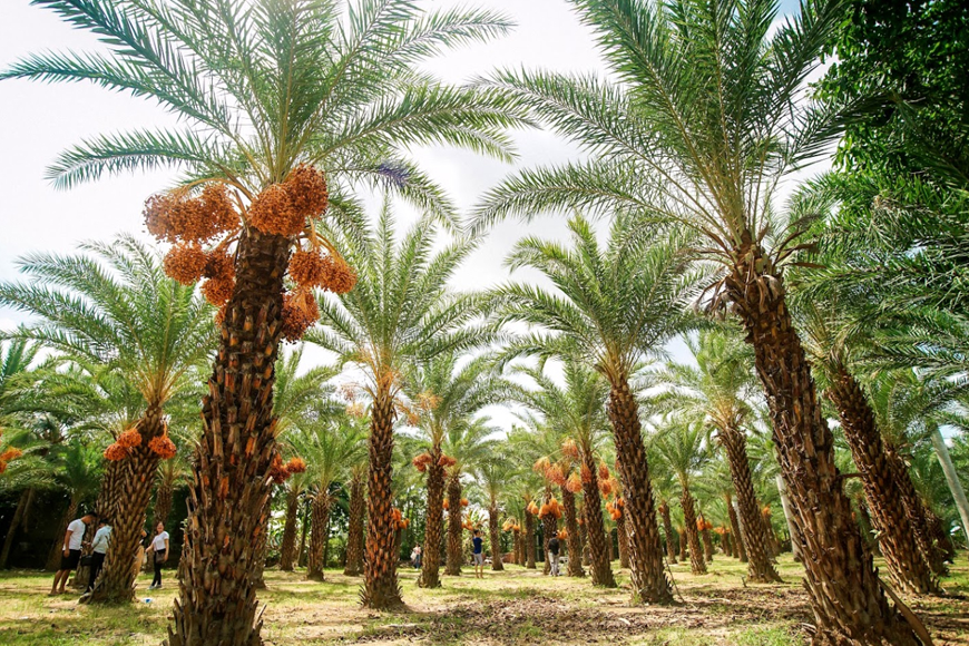 Dạo quanh vườn chà là tươi tốt. Ảnh: Sưu tầm
