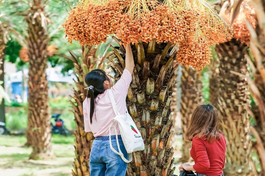 Tự tay hái chà là. Ảnh: Sưu tầm