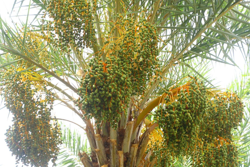 Tìm hiểu quy trình trồng và chăm sóc cây. Ảnh: Sưu tầm