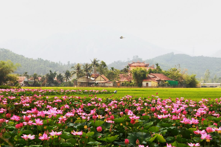 Check in cùng những bông sen nở rộ. Ảnh: Sưu tầm