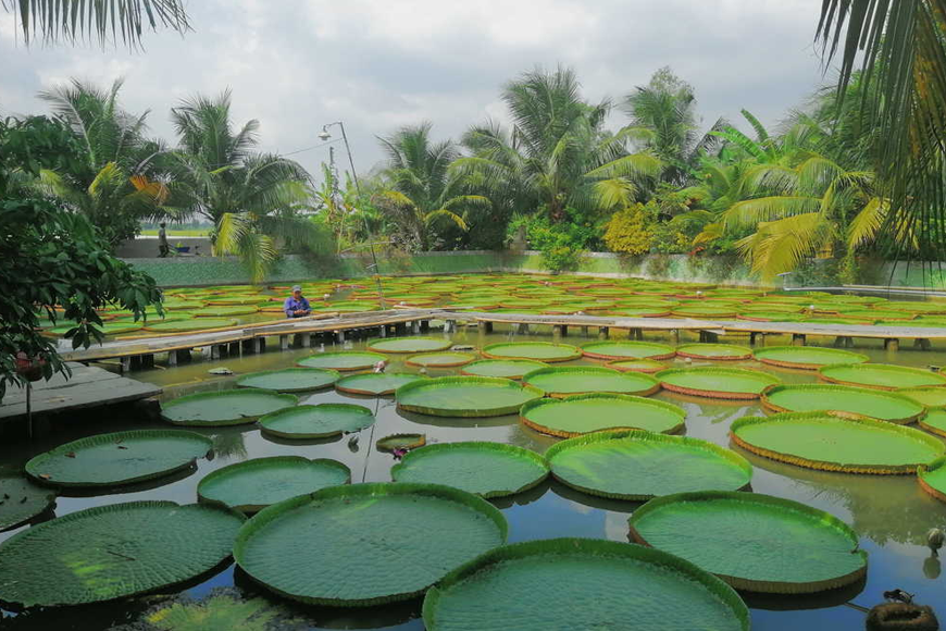 Hồ sen độc đáo tại chùa Phước Kiển. Ảnh: Sưu tầm