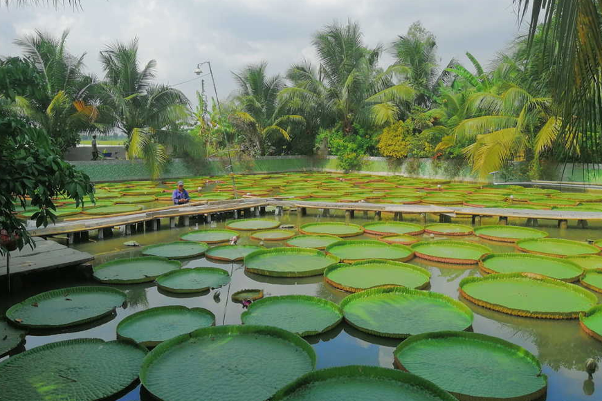 Loài sen độc đáo tại Phước Kiển Tự. Ảnh: Sưu tầm