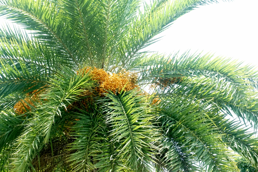 Tham quan vườn chà là Sa Đéc. Ảnh: Sưu tầm