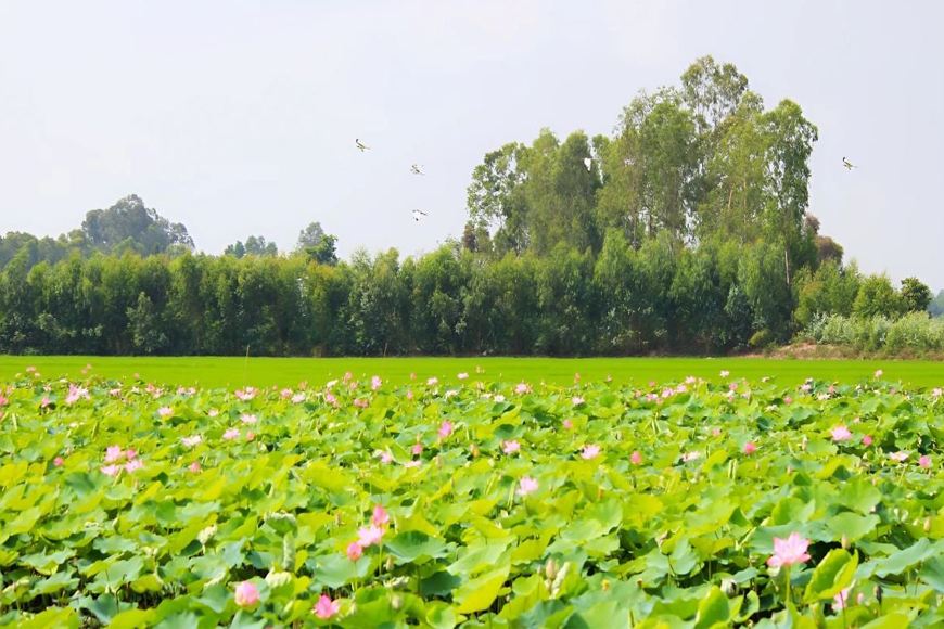Thời điểm du lịch Đồng Tháp lý tưởng. Ảnh: Sưu tầm