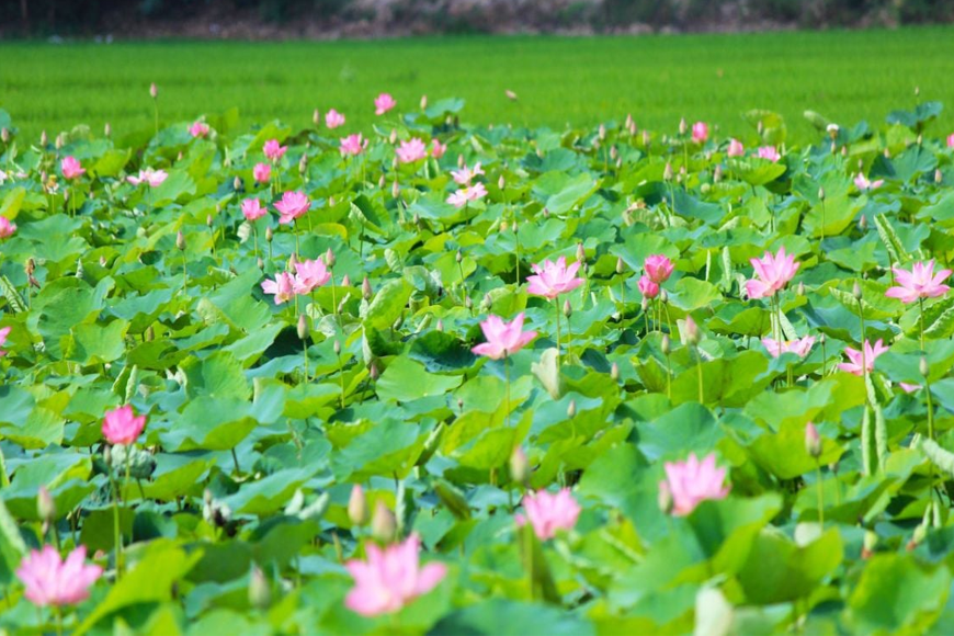 Thời điểm Đồng Tháp vào mùa đẹp nhất. Ảnh: Sưu tầm