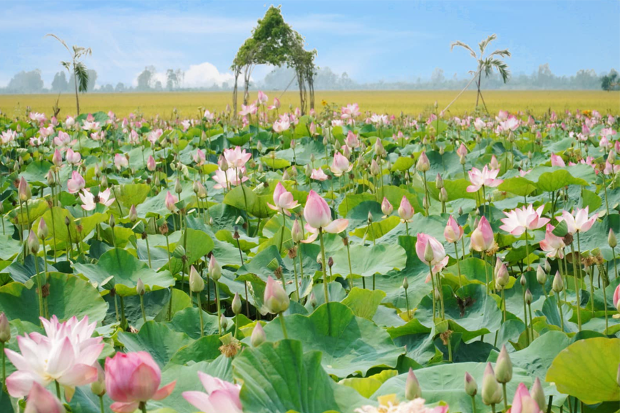 Đồng sen vào mùa nở rộ. Ảnh: Sưu tầm