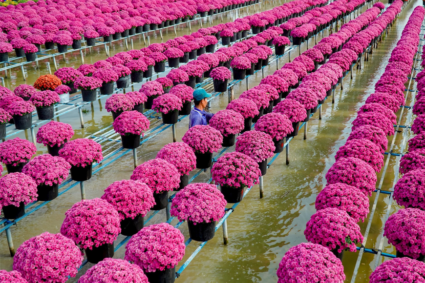 Nét đẹp rực rỡ tại làng hoa Sa Đéc. Ảnh: Sưu tầm