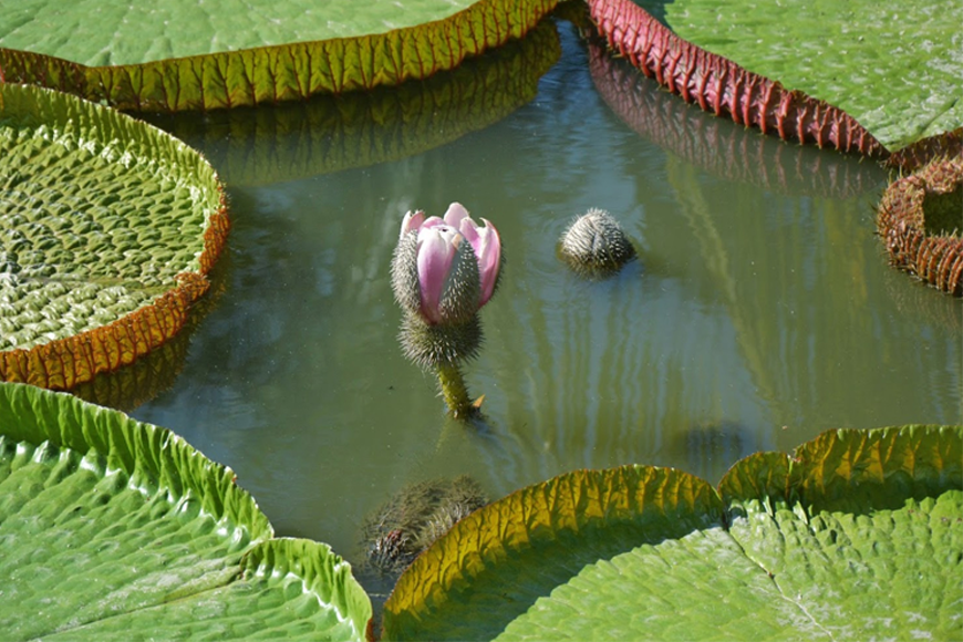 Về Phước Kiển Tự trải nghiệm ngồi lá sen. Ảnh: Sưu tầm