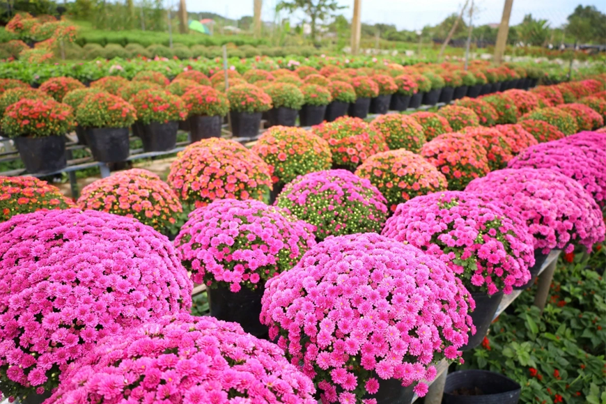 Nét đẹp hoa Sa Đéc. Ảnh: Sưu tầm