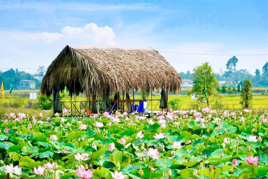 Check in tại Đồng sen Tháp Mười. Ảnh: Sưu tầm