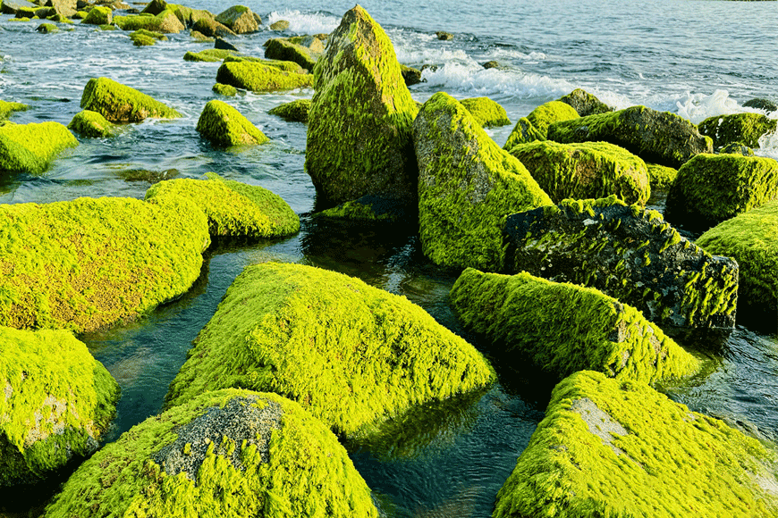 Ngắm nhìn rêu xanh Xóm Rớ. Ảnh: Sưu tầm