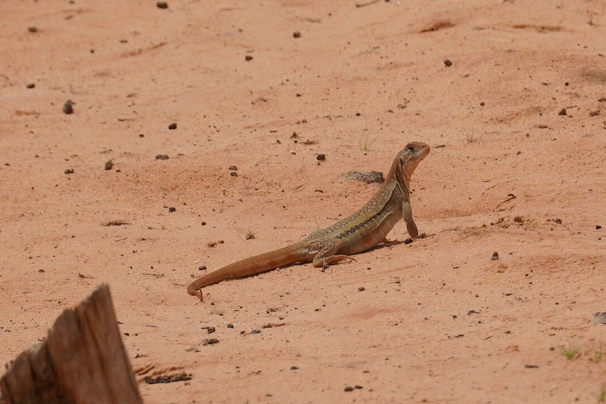 Dông cát Đắk Lắk. Ảnh: Sưu tầm 