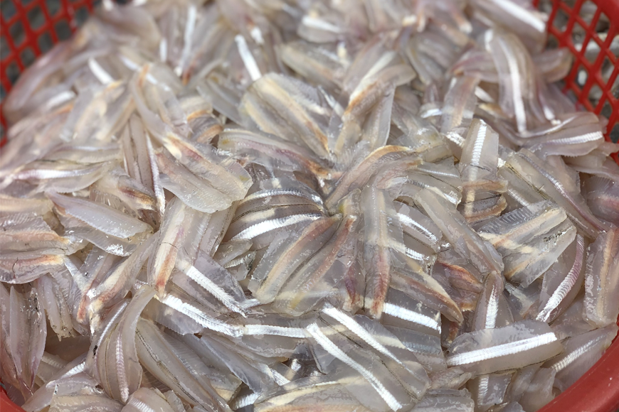 Thời điểm cá mai vào độ ngon nhất. Ảnh: Sưu tầm