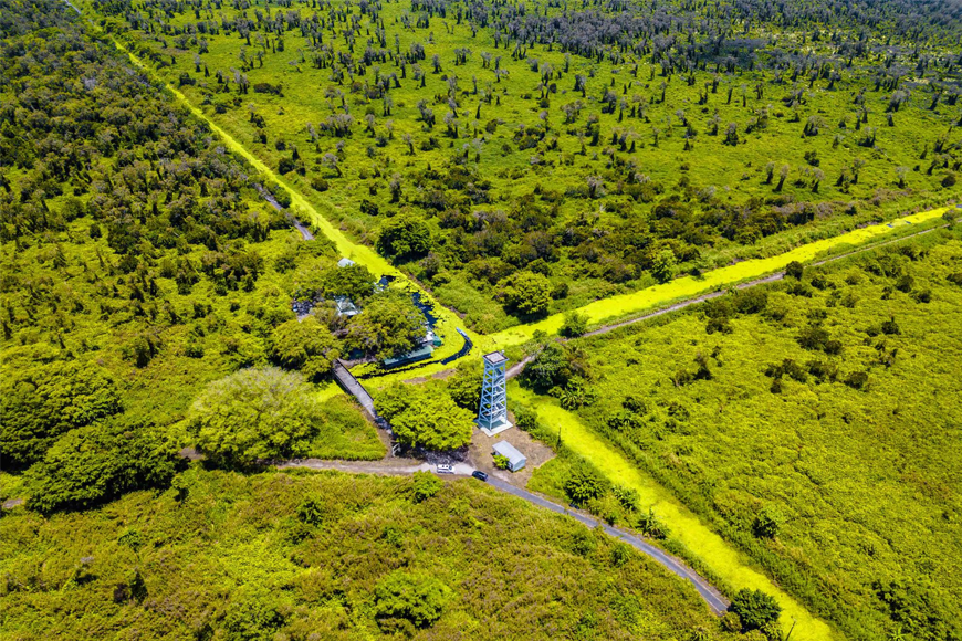 Khám phá rừng tràm U Minh Hạ. Ảnh: Sưu tầm