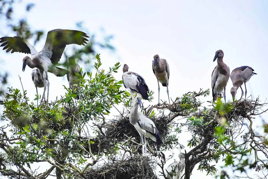 Ngắm nhìn từng đàn chim cò. Ảnh: Sưu tầm