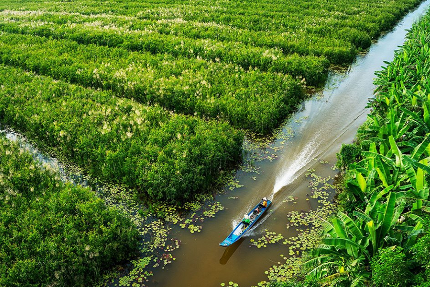 Khám phá rừng tràm bằng thuyền. Ảnh: Sưu tầm