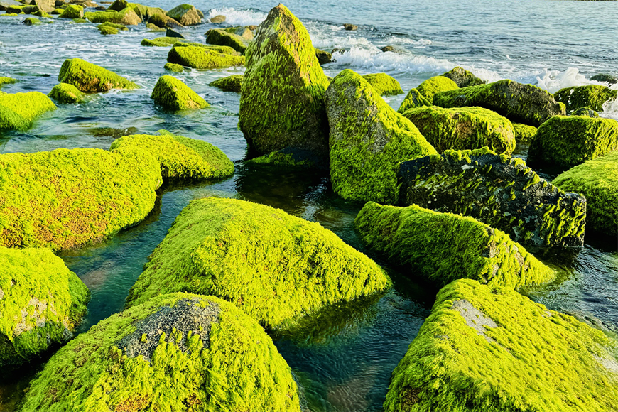 Vẻ đẹp mùa rêu xanh. Ảnh: Sưu tầm