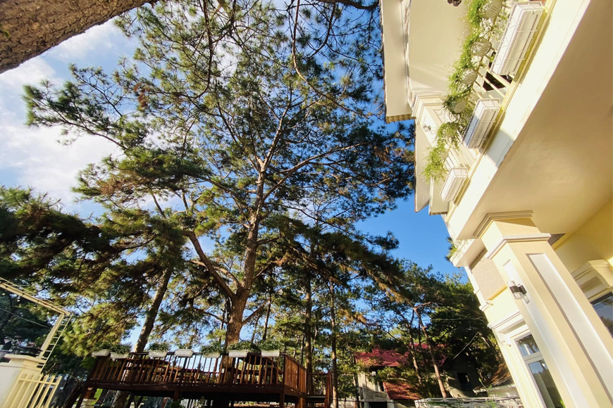 Rừng thông bao quanh homestay vô cùng đẹp. Ảnh: Sưu tầm