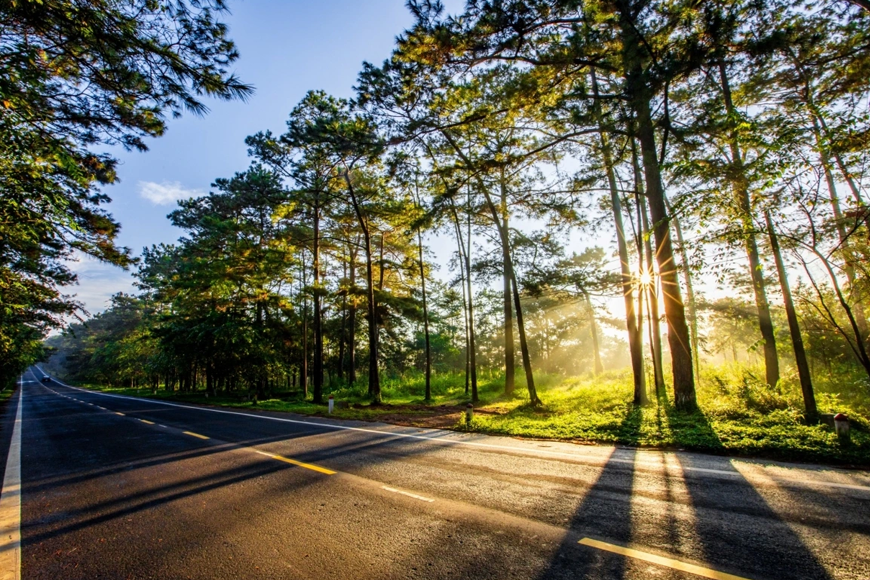 Khám phá vẻ đẹp rừng thông. Ảnh: Sưu tầm